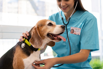 7 Essential Nutrition Tips for Senior Dogs to Boost Their Health