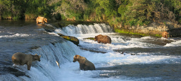 10 Must-See Wildlife Species in Katmai National Park