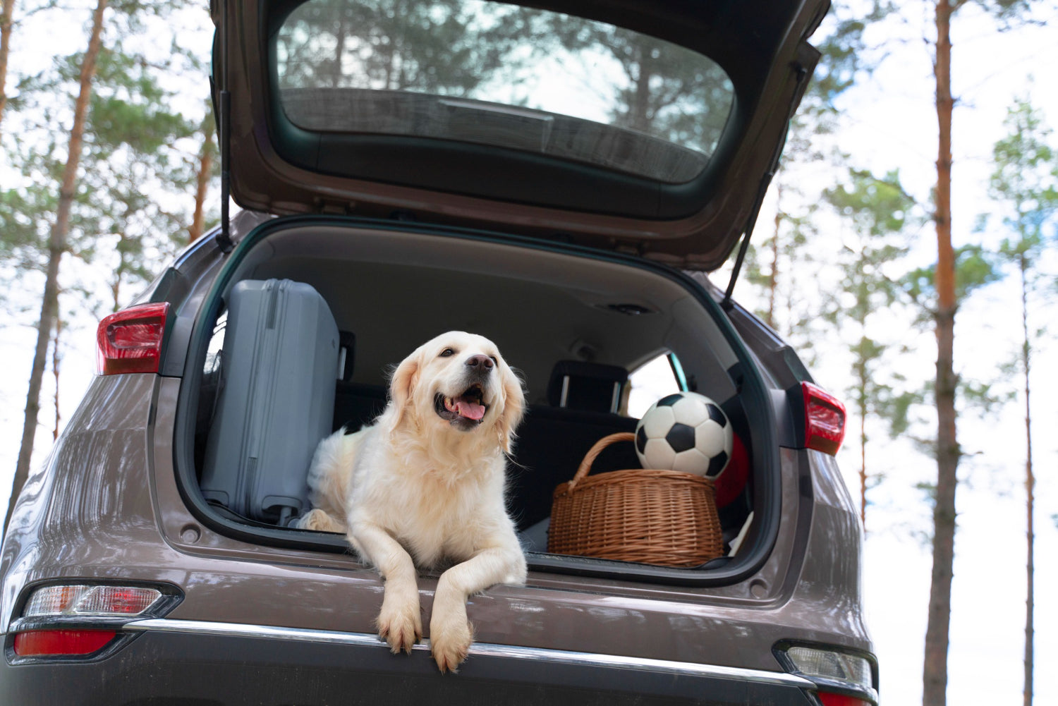 7 Pro Tips for Keeping Your Dog Calm and Comfortable on Long Car Rides