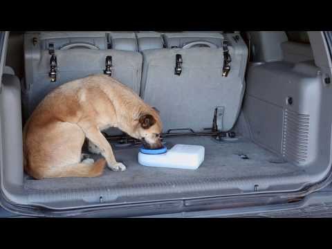 Waterboy for dogs hotsell